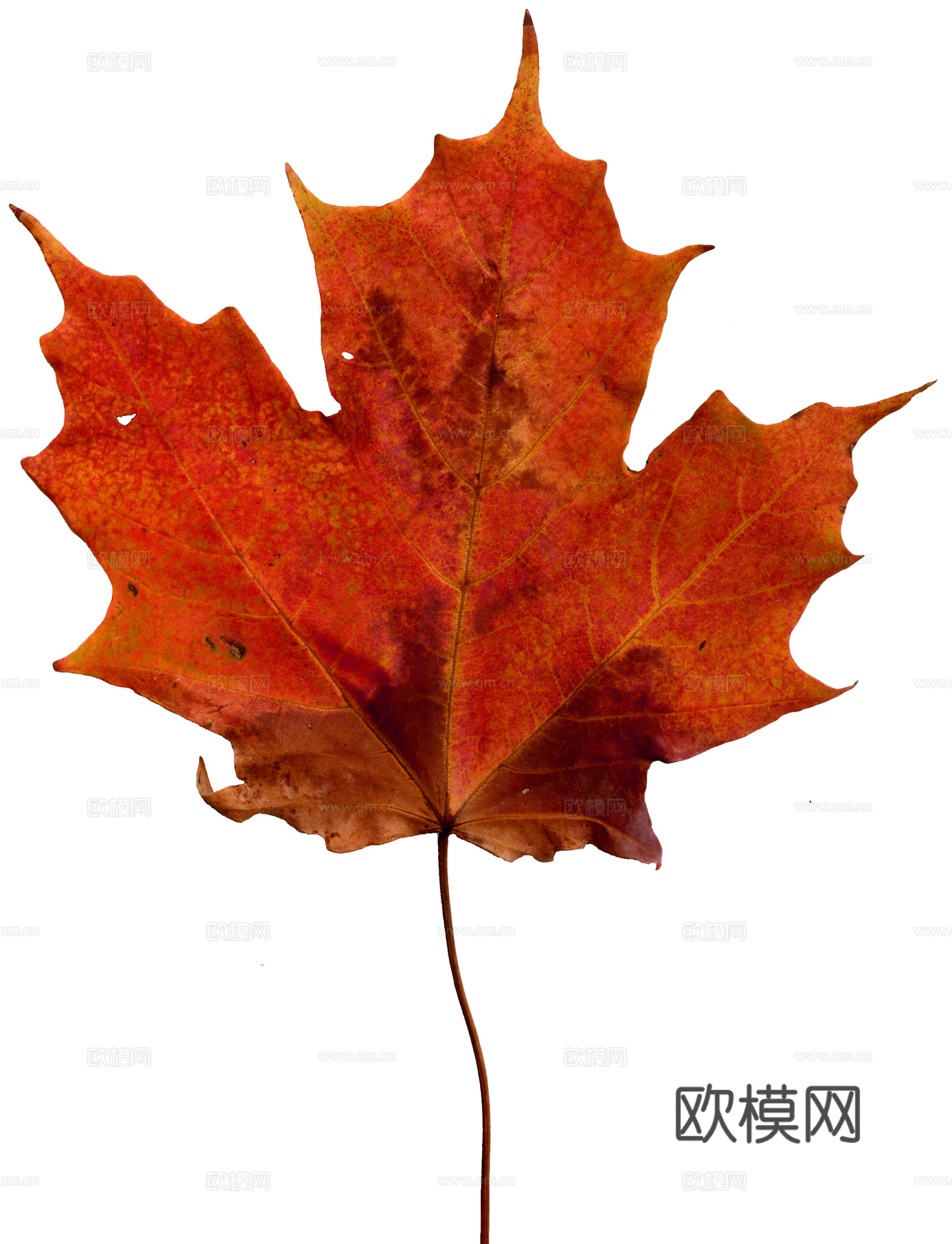 树叶纹理  秋天树叶下载