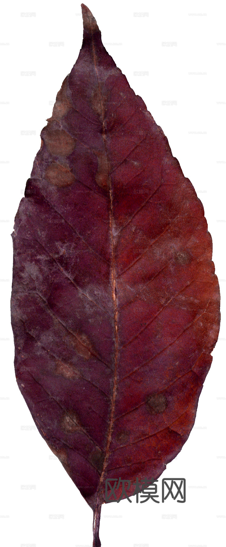 树叶纹理  秋天树叶下载
