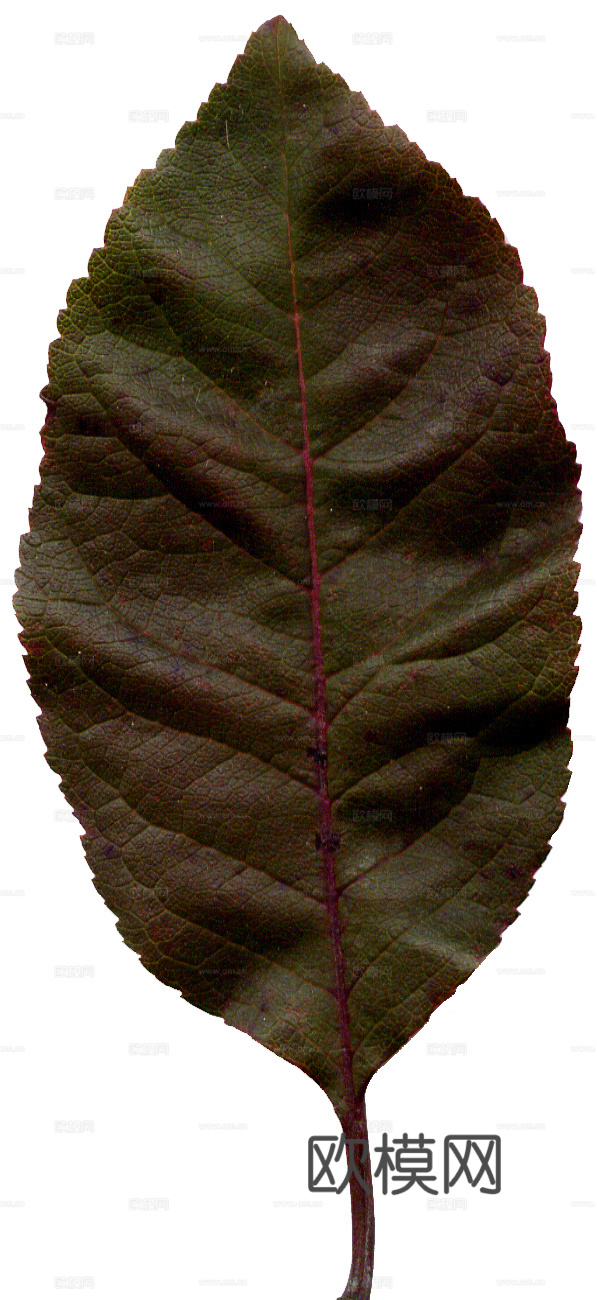 树叶纹理  草叶纹理 树叶草叶下载