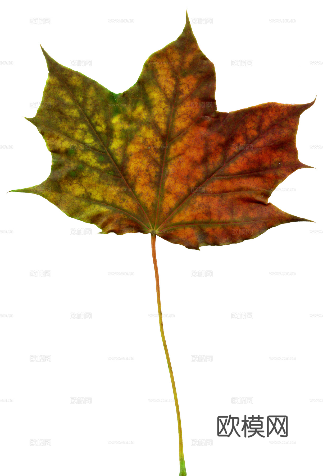 树叶纹理  秋天树叶下载