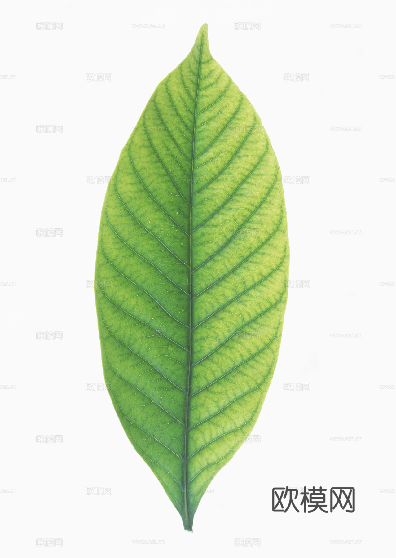 树叶草叶 树叶纹理  草叶纹理下载