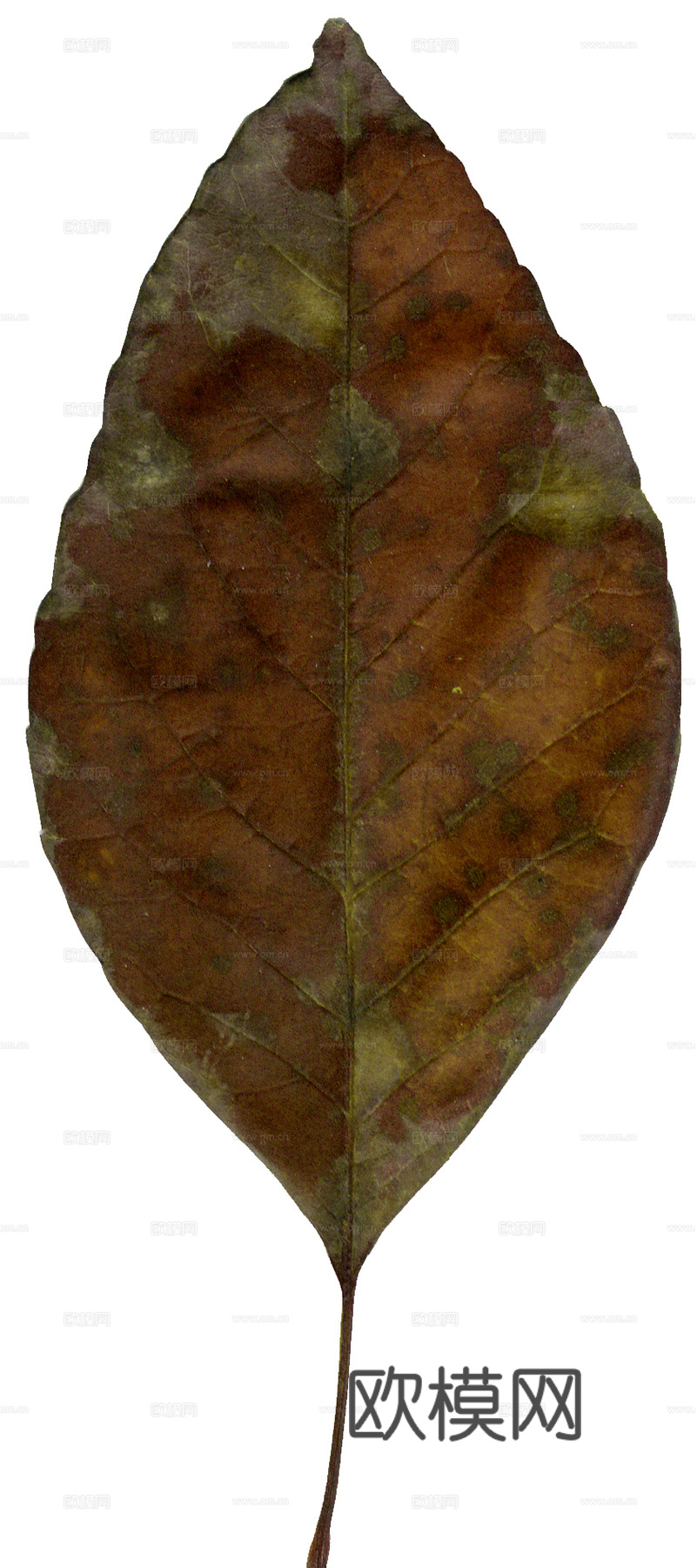 树叶纹理  秋天树叶下载