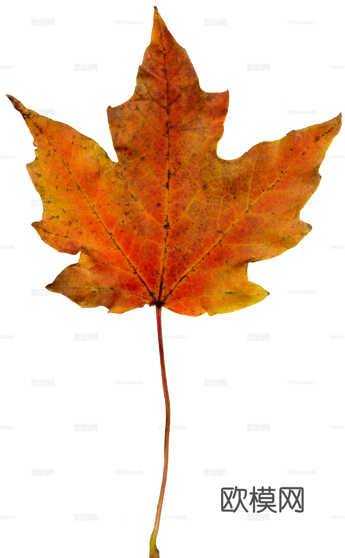 树叶纹理  秋天树叶下载