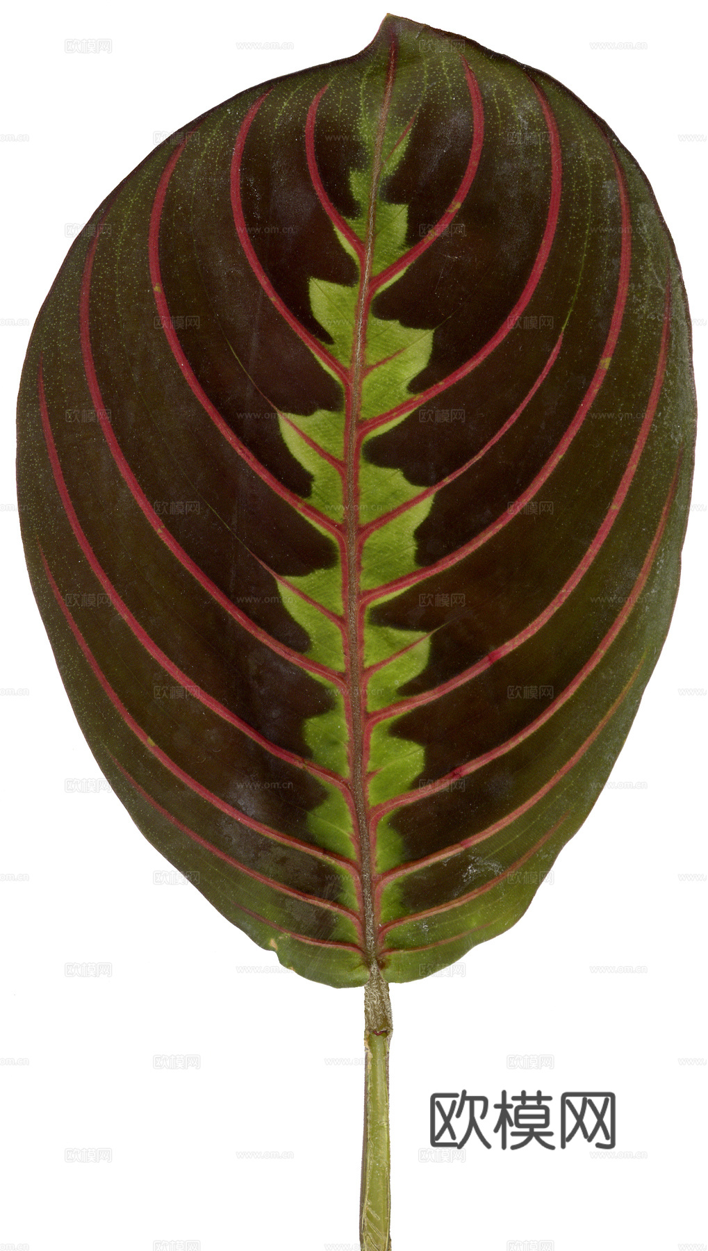 树叶草叶  树叶纹理  草叶纹理下载