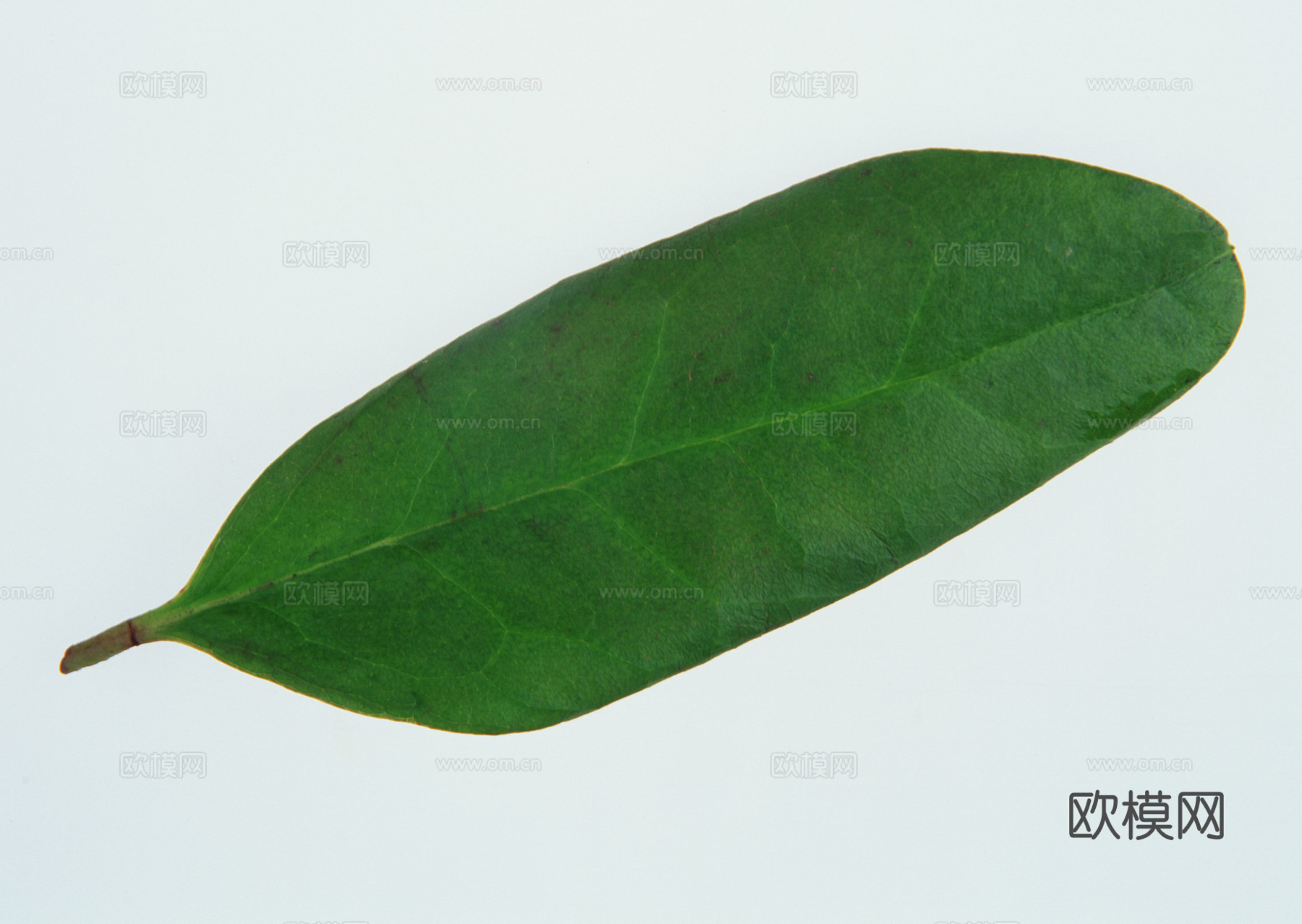 树叶纹理  草叶纹理 树叶草叶