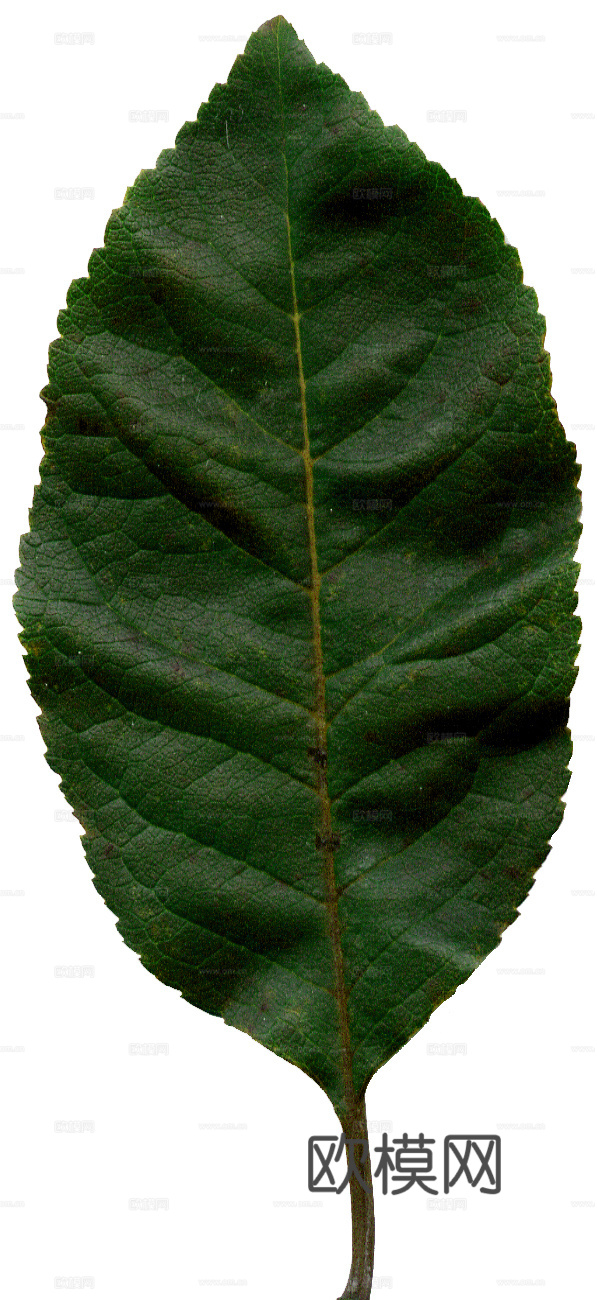 树叶纹理  草叶纹理 树叶草叶下载
