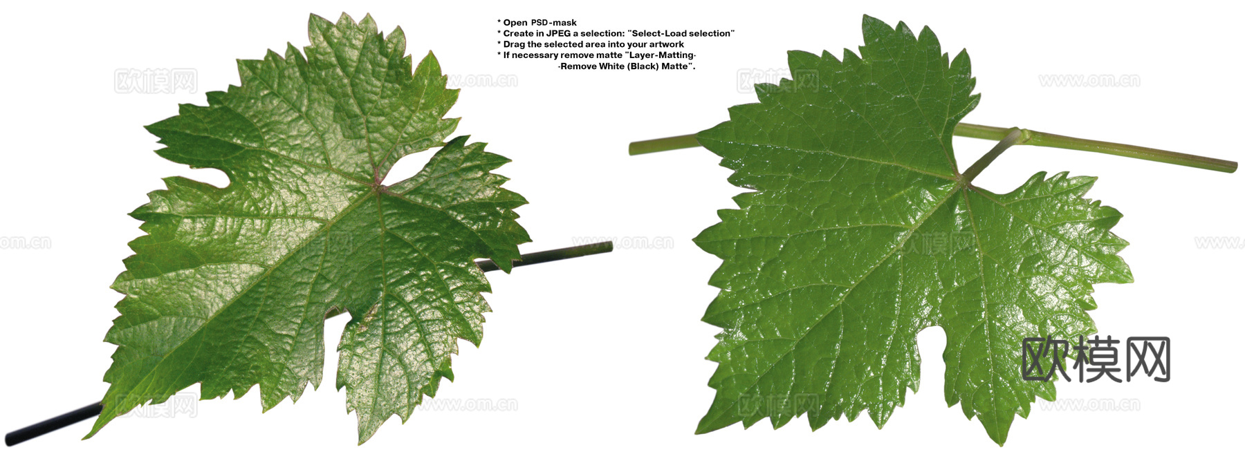 树叶草叶 树叶纹理  草叶纹理下载