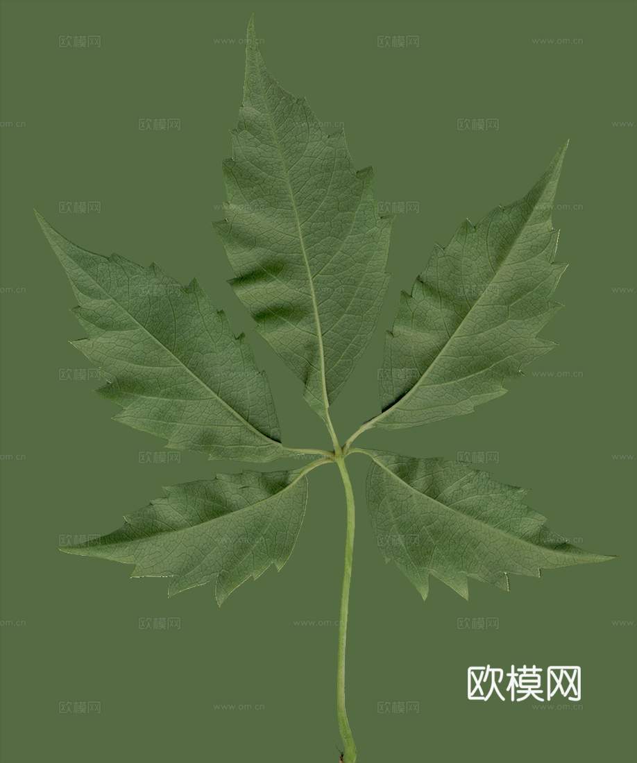 树叶草叶 树叶纹理  草叶纹理