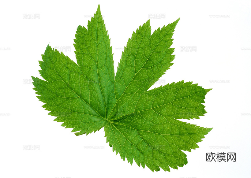樹葉草葉 樹葉紋理 草葉紋理下載