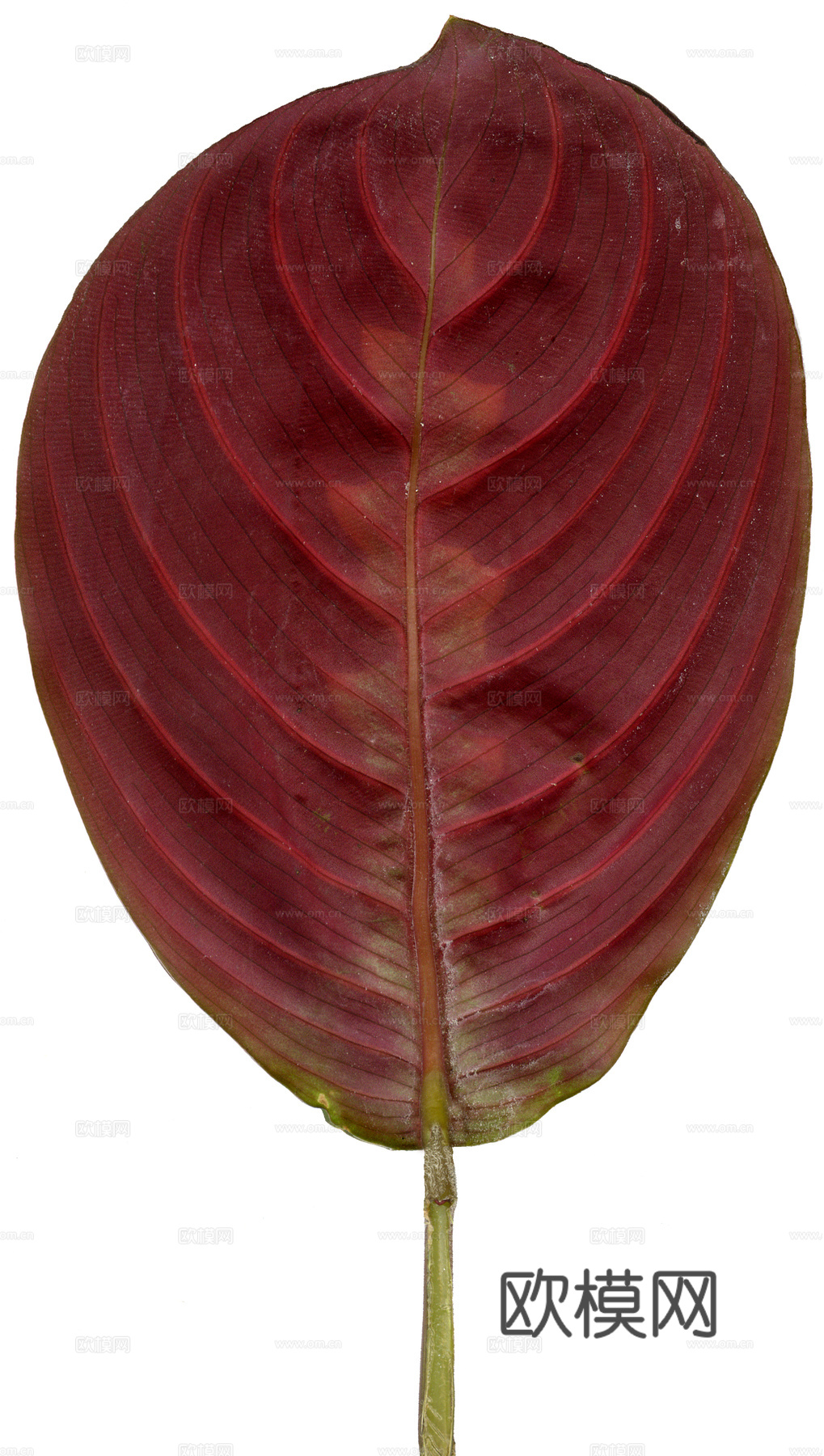 树叶草叶  树叶纹理  草叶纹理下载