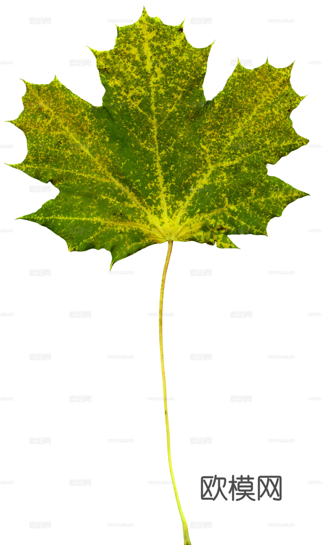 树叶草叶 树叶纹理  草叶纹理下载