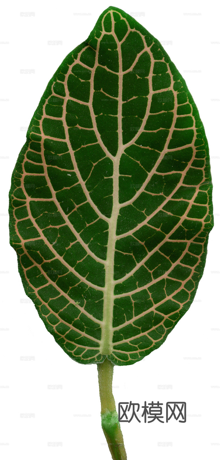 树叶草叶 树叶纹理  草叶纹理下载