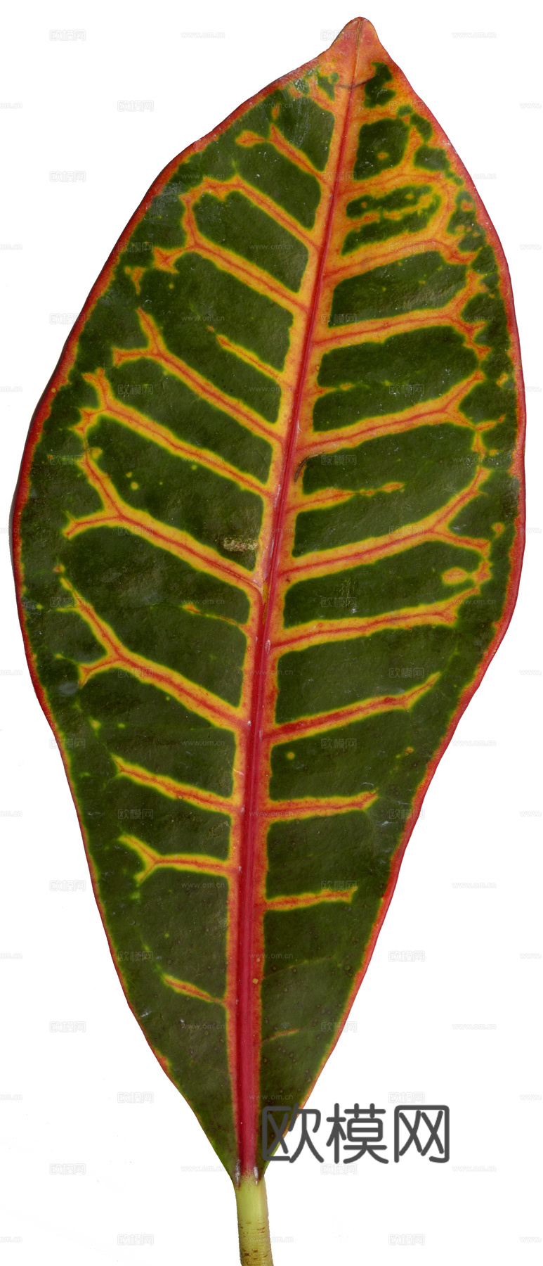 树叶草叶  树叶纹理  草叶纹理下载