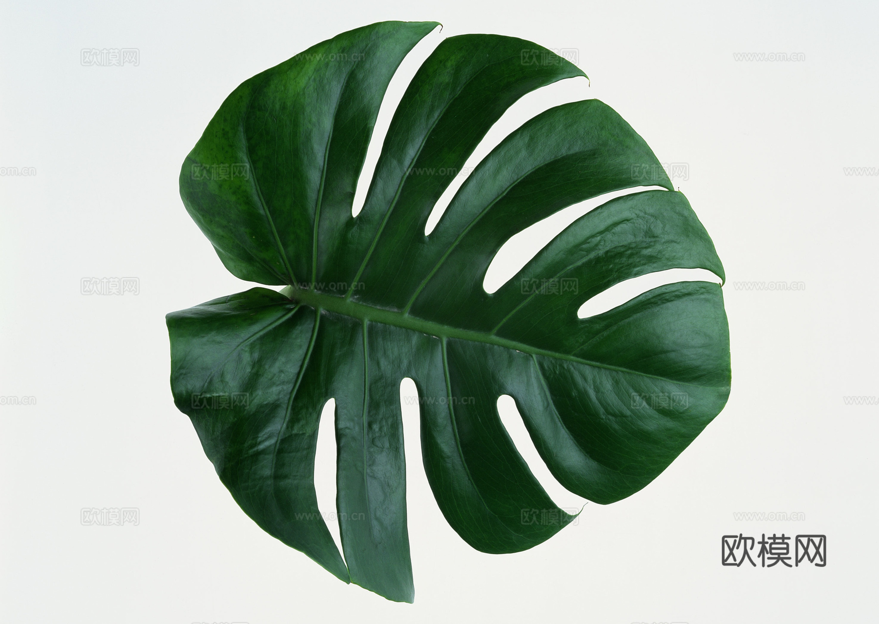 树叶纹理  草叶纹理 树叶草叶
