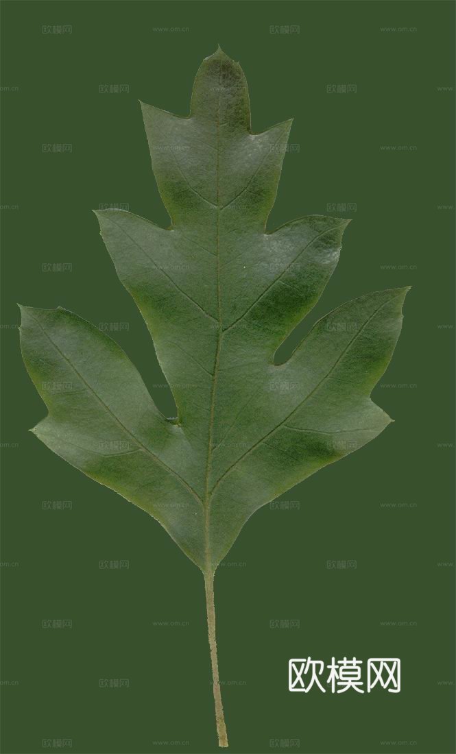 树叶草叶 树叶纹理  草叶纹理下载