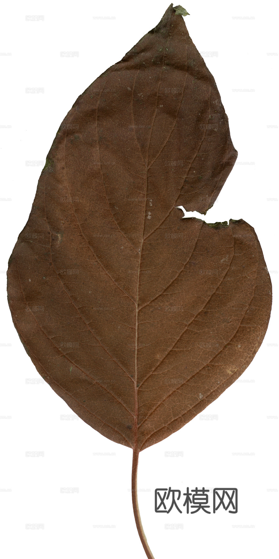 树叶纹理  秋天树叶下载