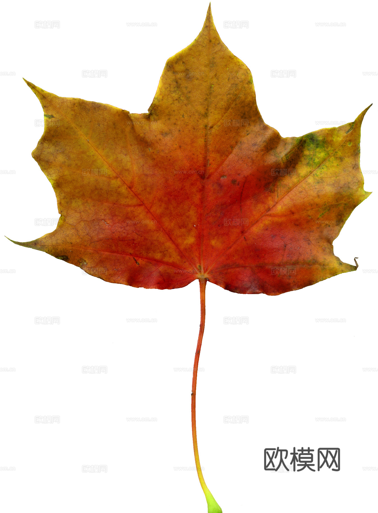 树叶纹理  秋天树叶下载