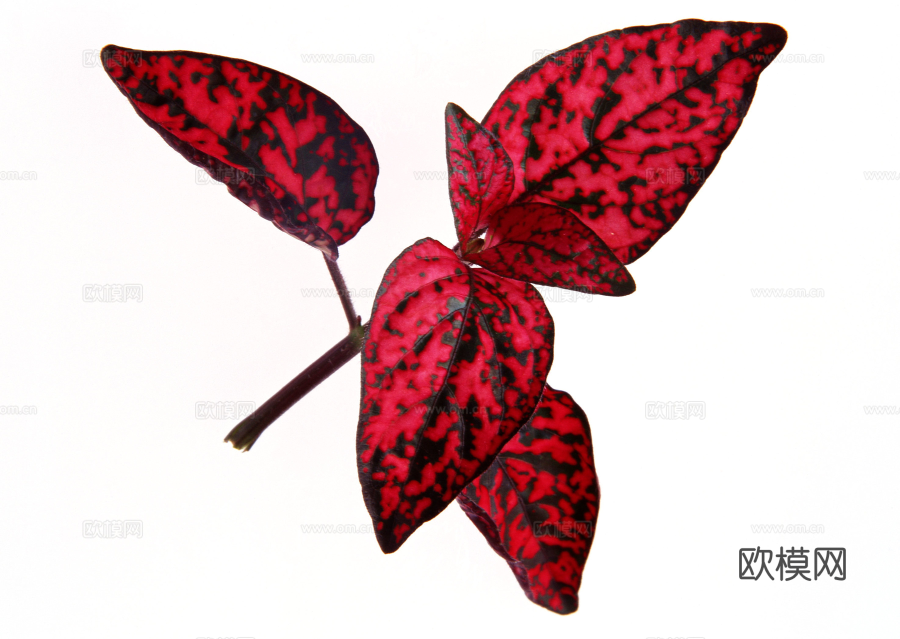 树叶纹理  秋天树叶下载