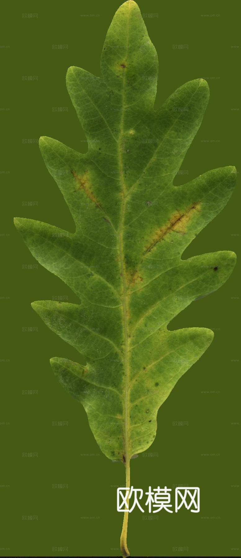 树叶草叶 树叶纹理  草叶纹理下载
