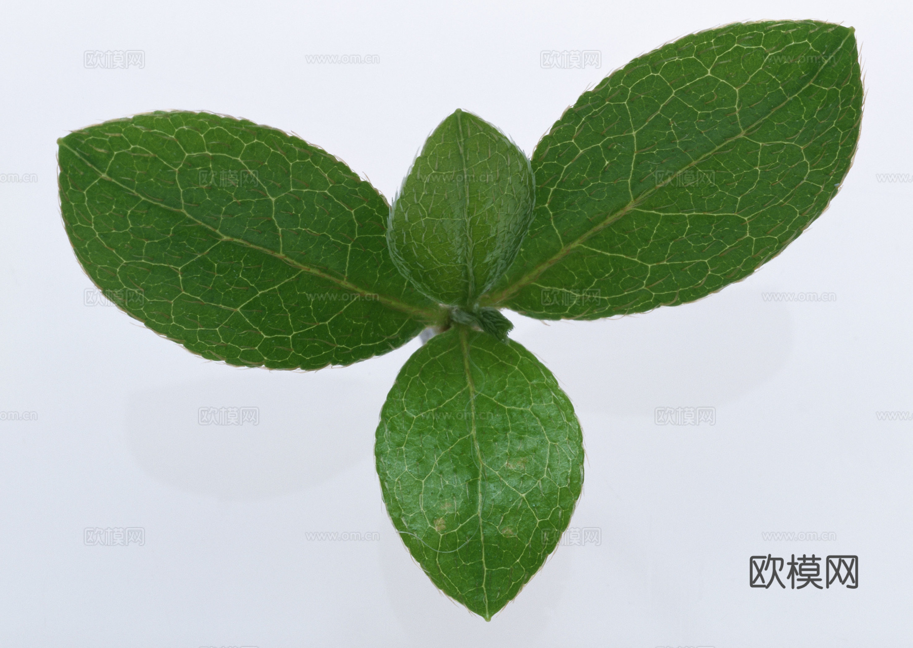 树叶纹理  草叶纹理 树叶草叶下载