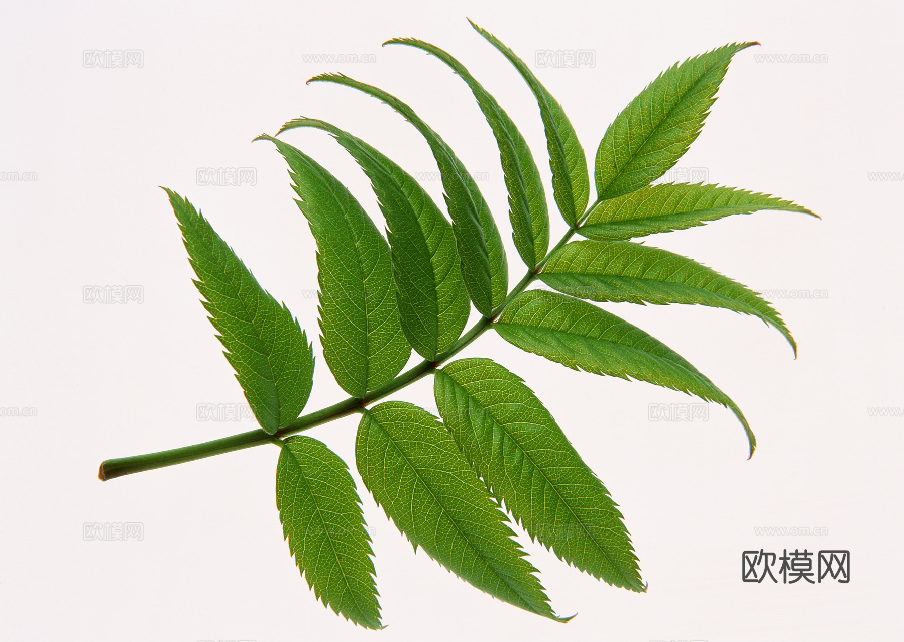 树叶草叶  树叶纹理  草叶纹理下载