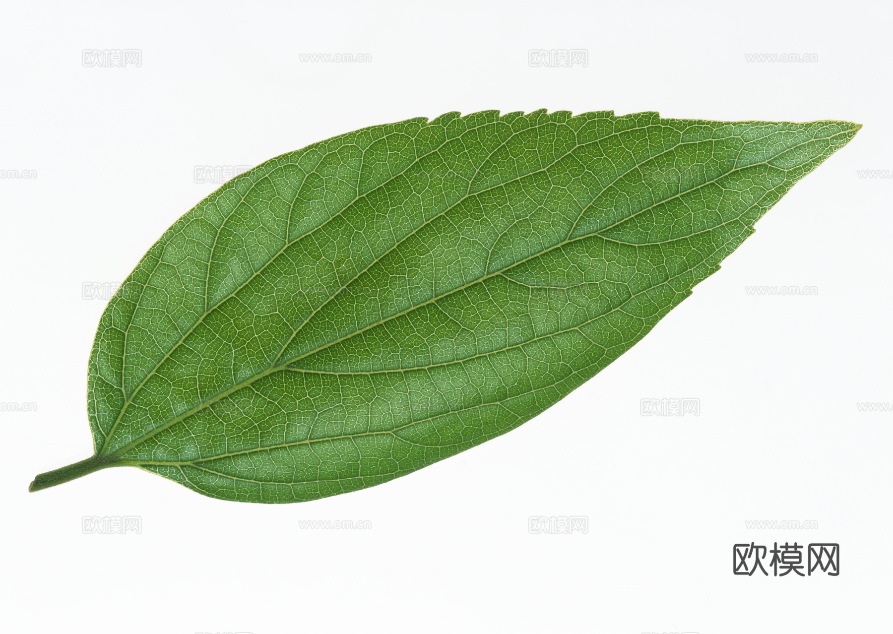 树叶草叶 树叶纹理  草叶纹理下载