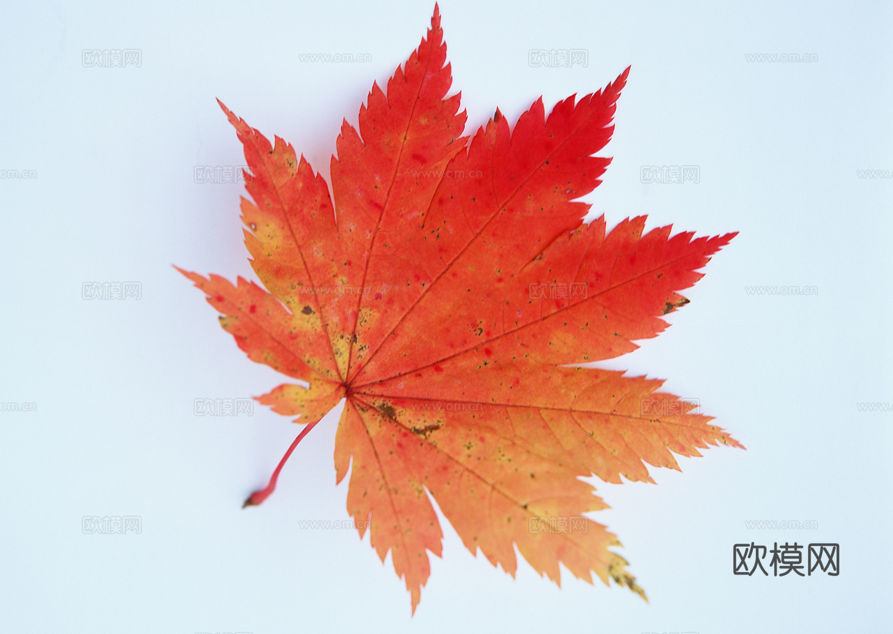 树叶纹理  秋天树叶下载