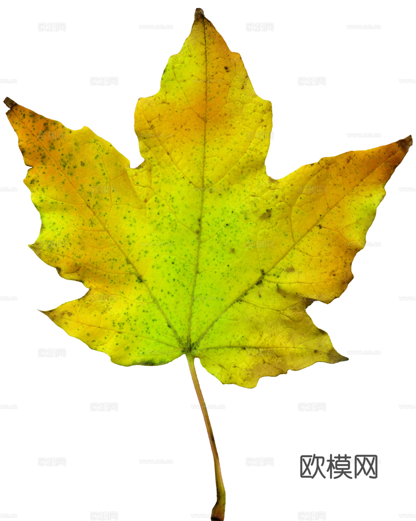 树叶草叶 树叶纹理  草叶纹理下载