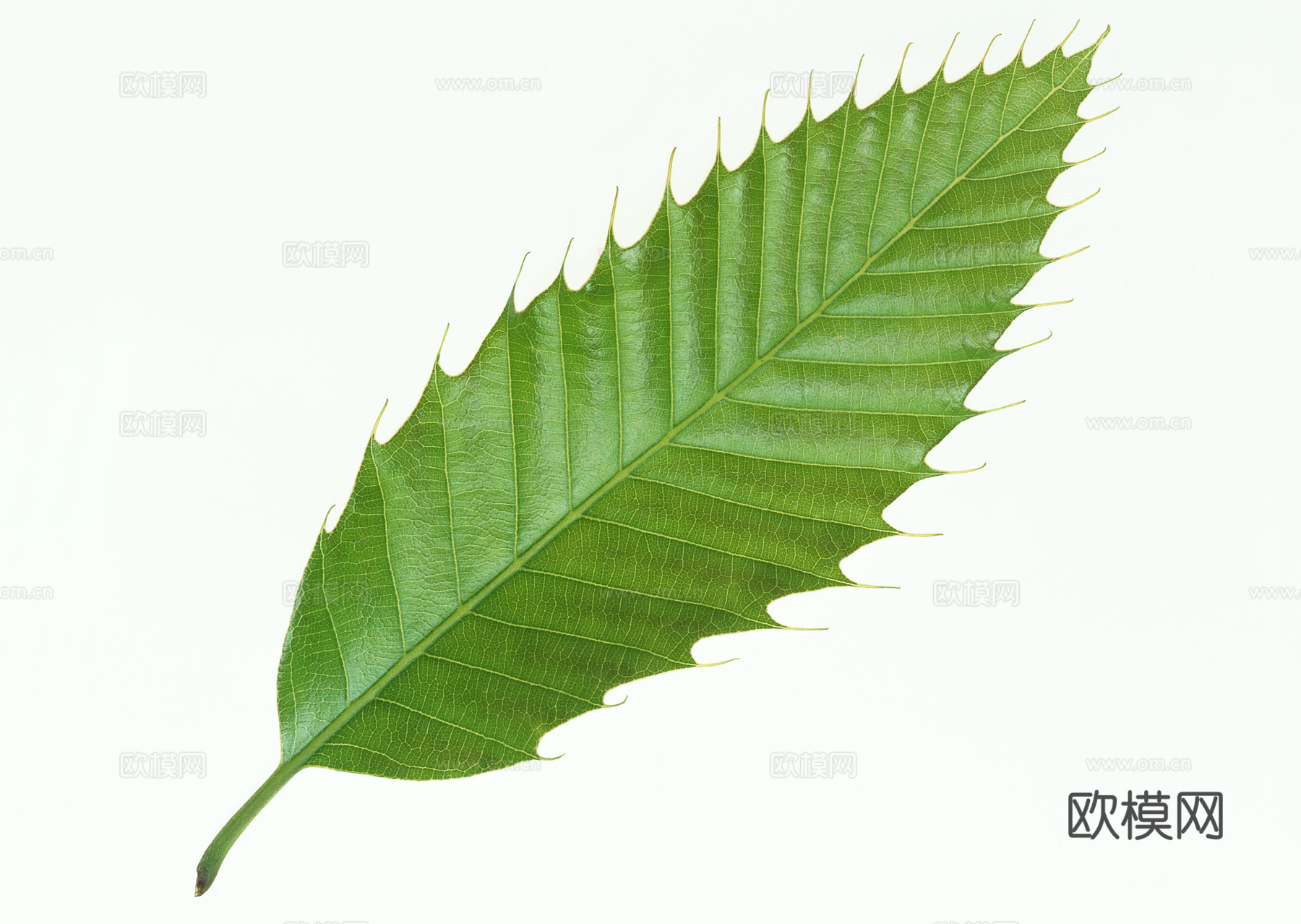 树叶纹理  草叶纹理 树叶草叶下载