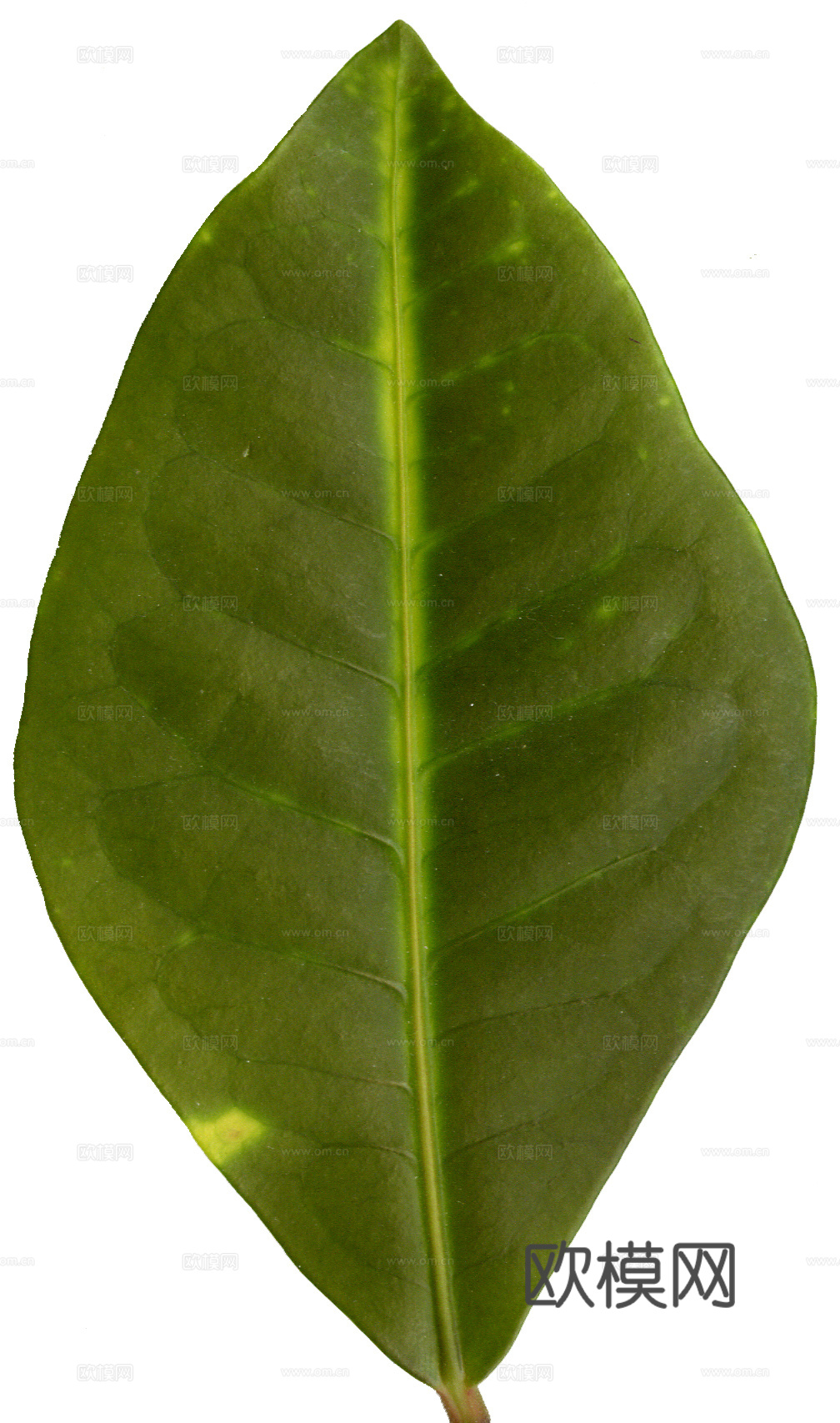 树叶草叶 树叶纹理  草叶纹理下载