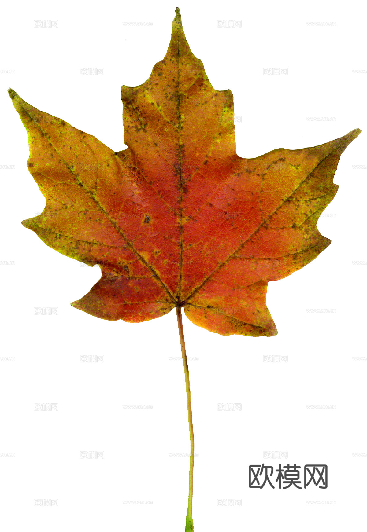 树叶纹理  秋天树叶下载