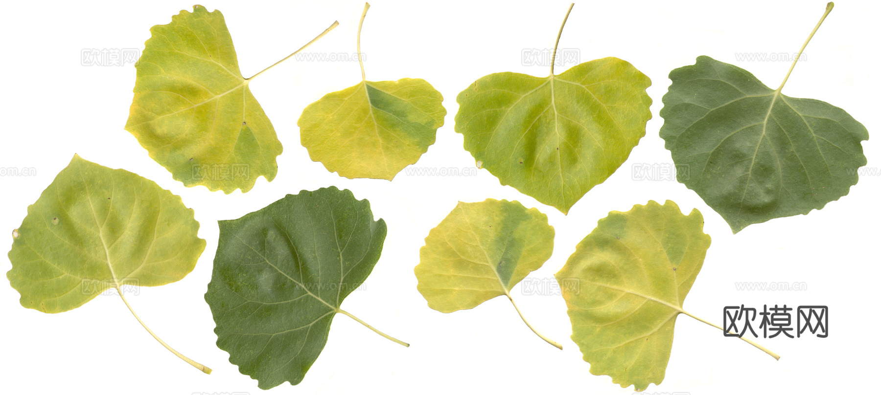 树叶草叶 树叶纹理  草叶纹理下载