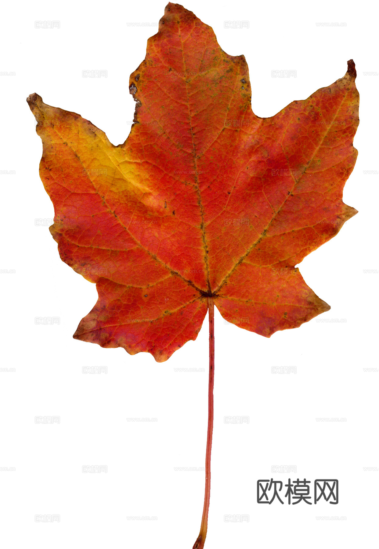 树叶纹理  秋天树叶下载