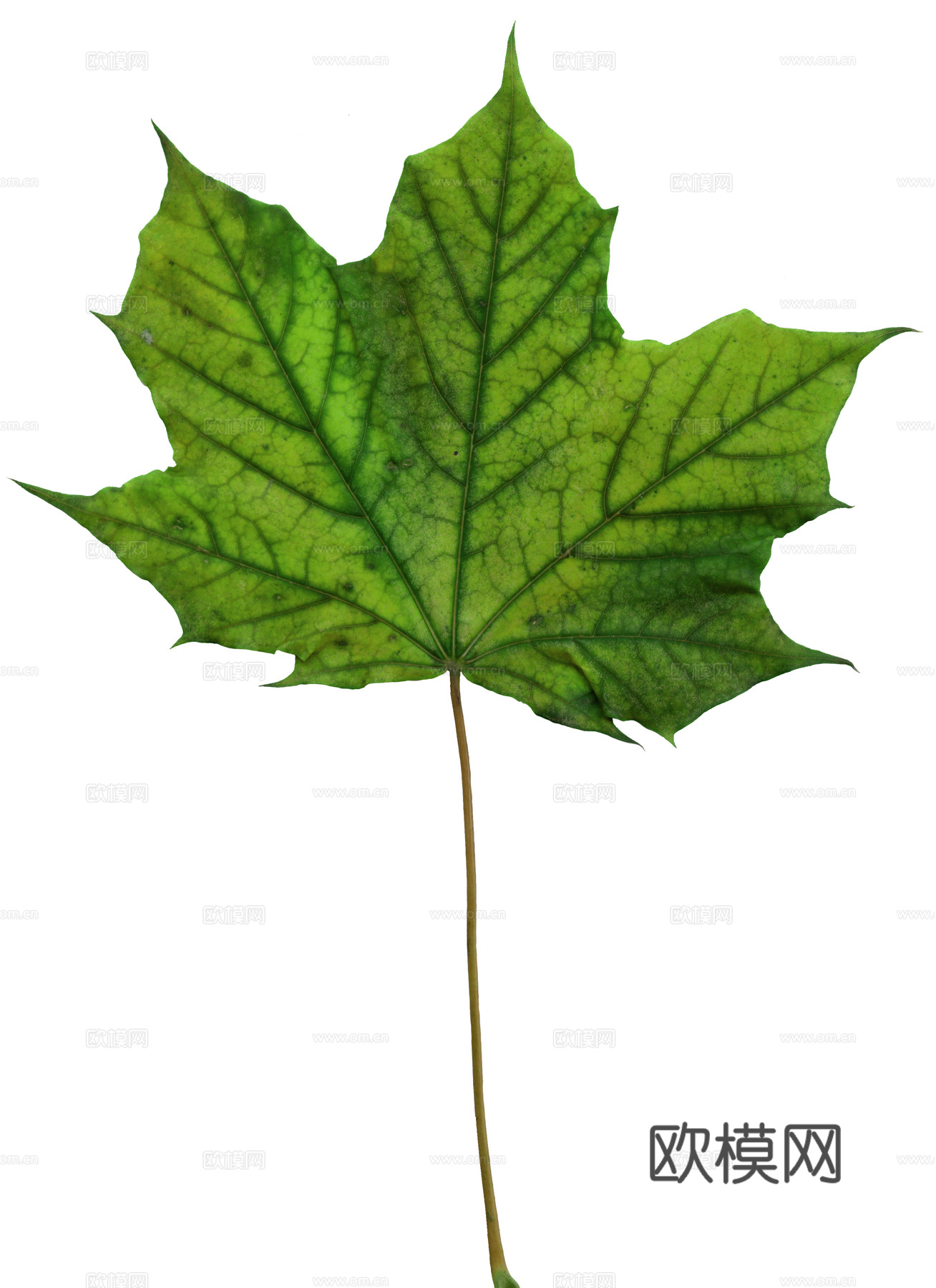 树叶草叶 树叶纹理  草叶纹理下载