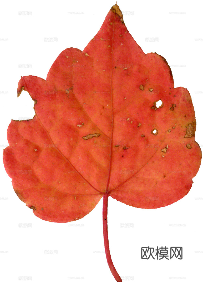树叶纹理  秋天树叶下载