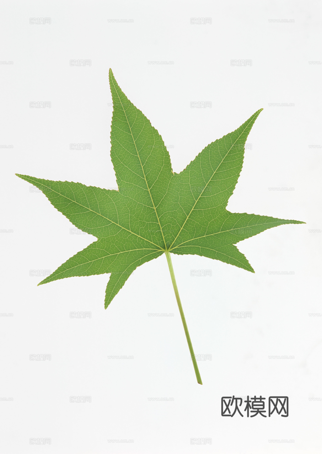 树叶草叶 树叶纹理  草叶纹理
