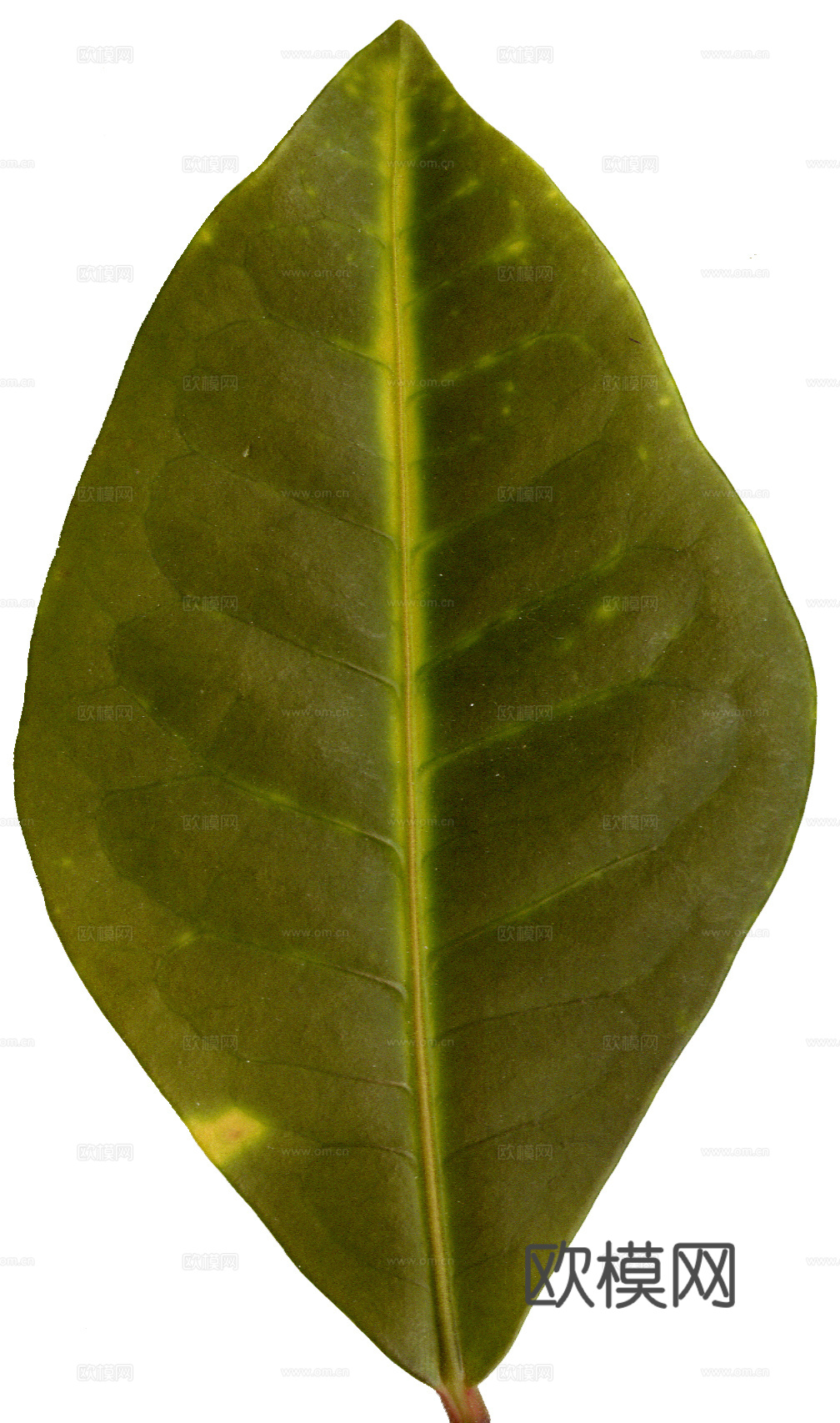 树叶草叶 树叶纹理  草叶纹理下载