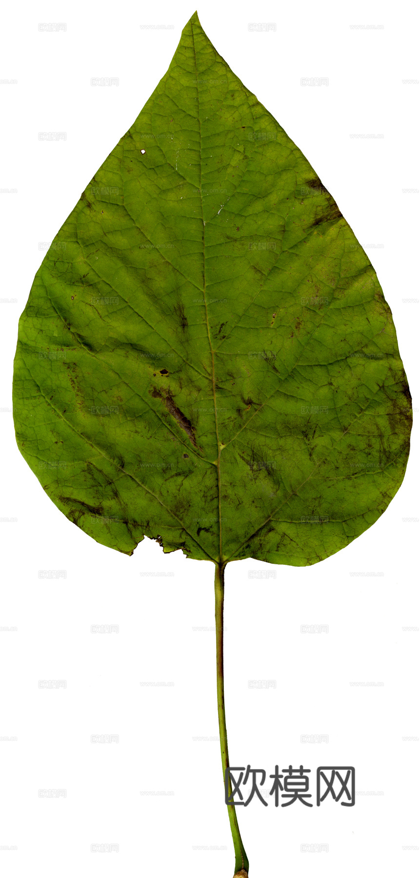 树叶纹理  草叶纹理 树叶草叶下载