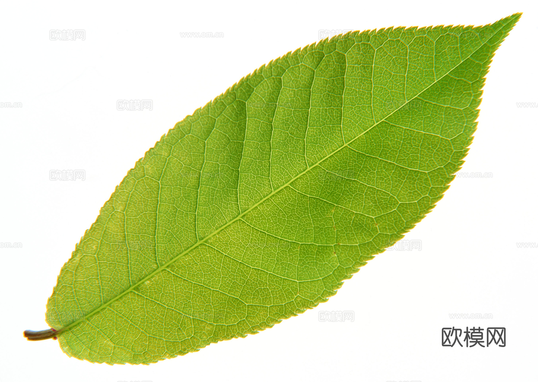 树叶纹理  草叶纹理 树叶草叶下载