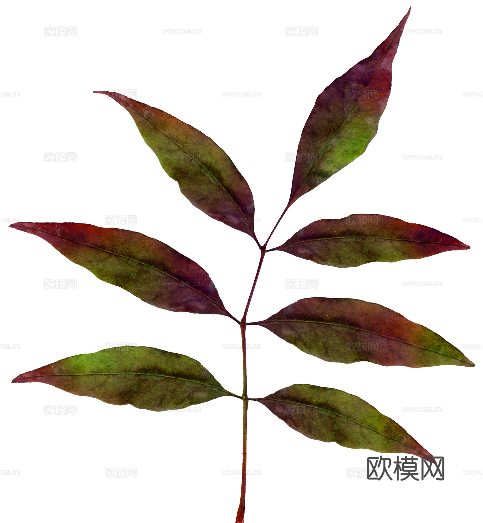 树叶草叶  树叶纹理  草叶纹理下载