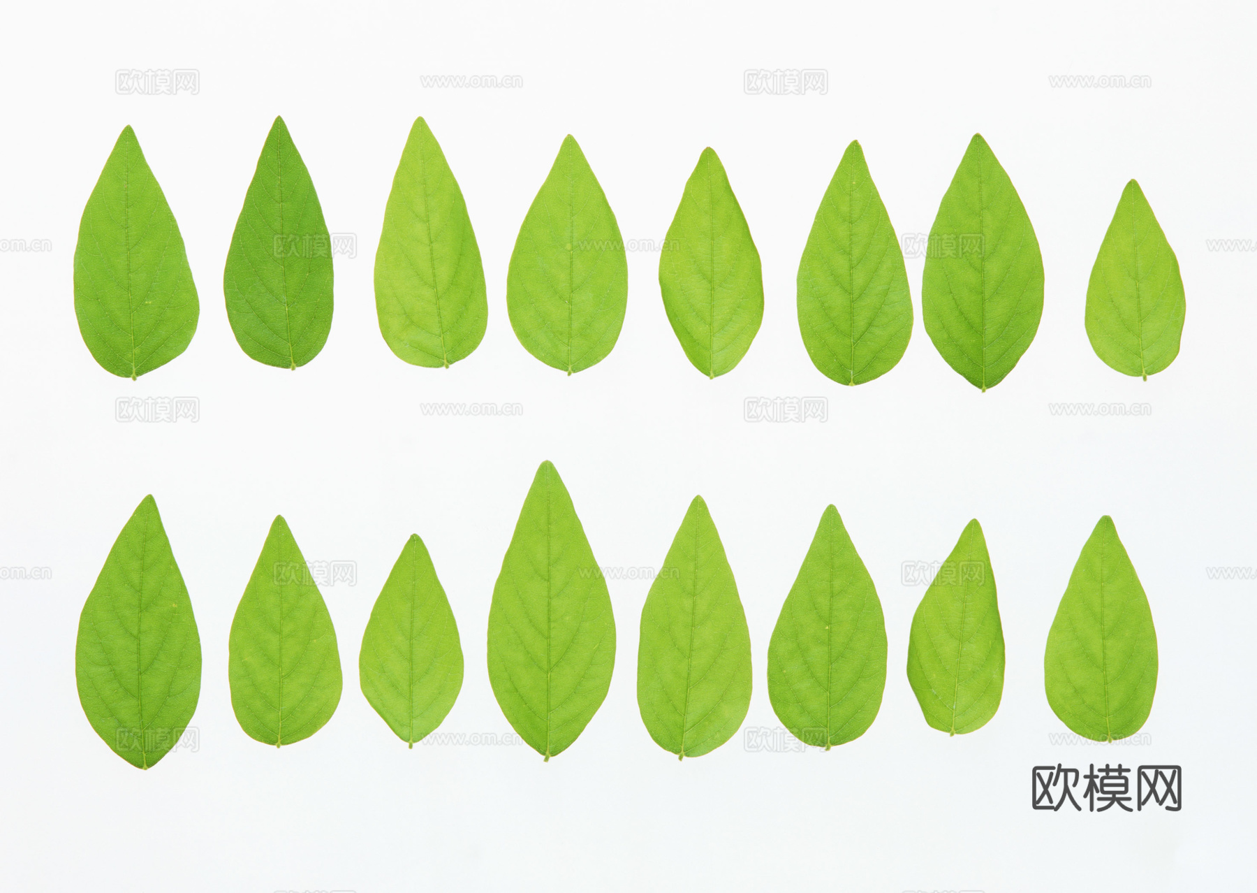 树叶草叶 树叶纹理  草叶纹理下载