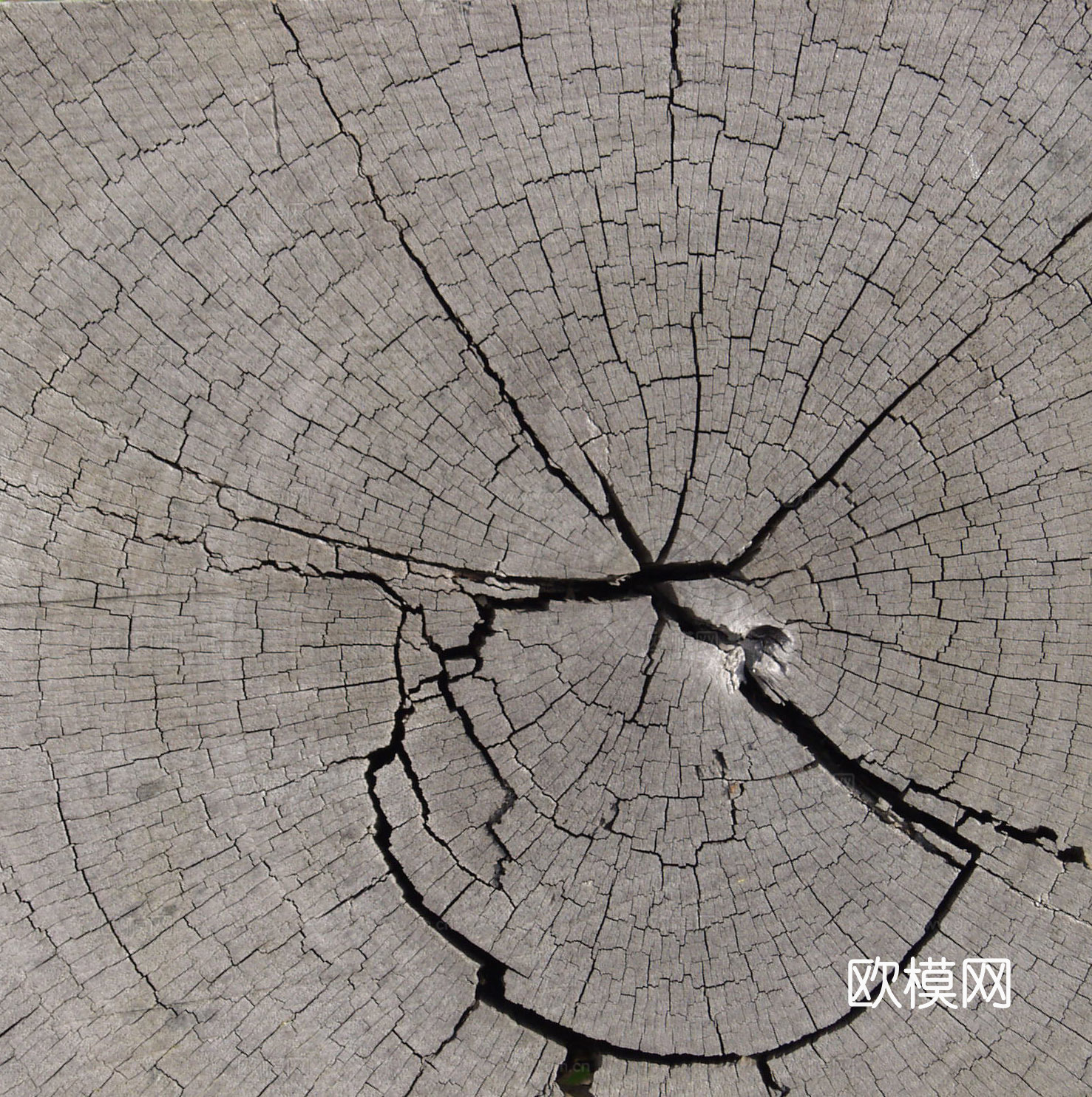 木头  树干年轮下载