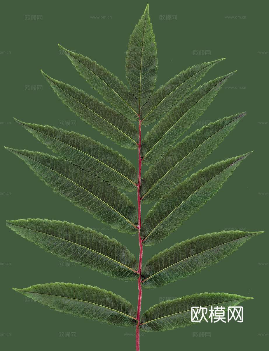 树叶草叶 树叶纹理  草叶纹理下载