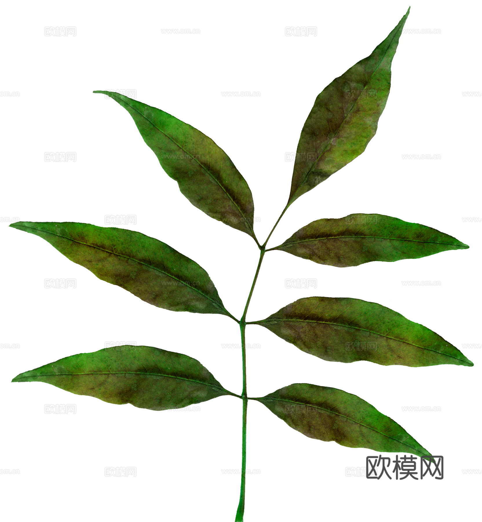 树叶草叶  树叶纹理  草叶纹理下载