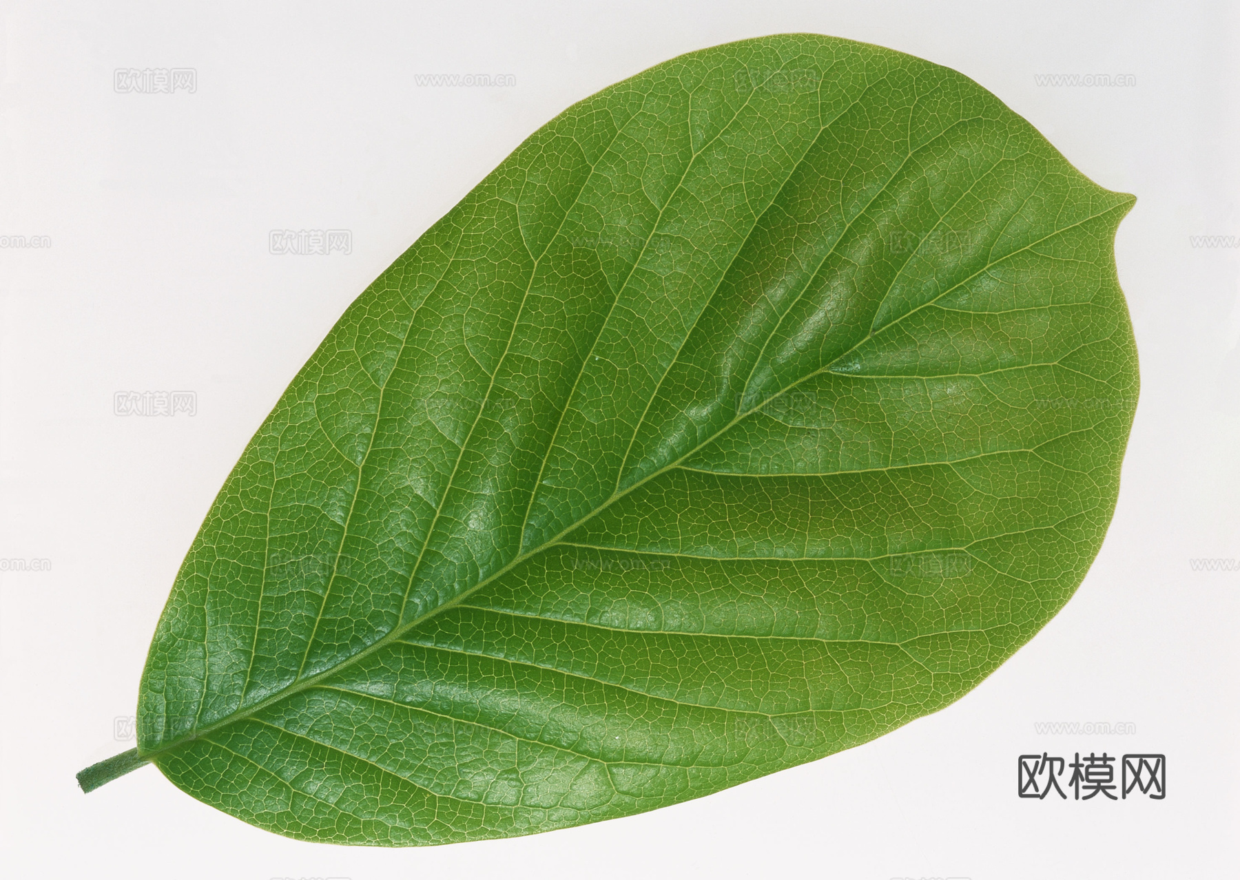 树叶纹理  草叶纹理 树叶草叶下载