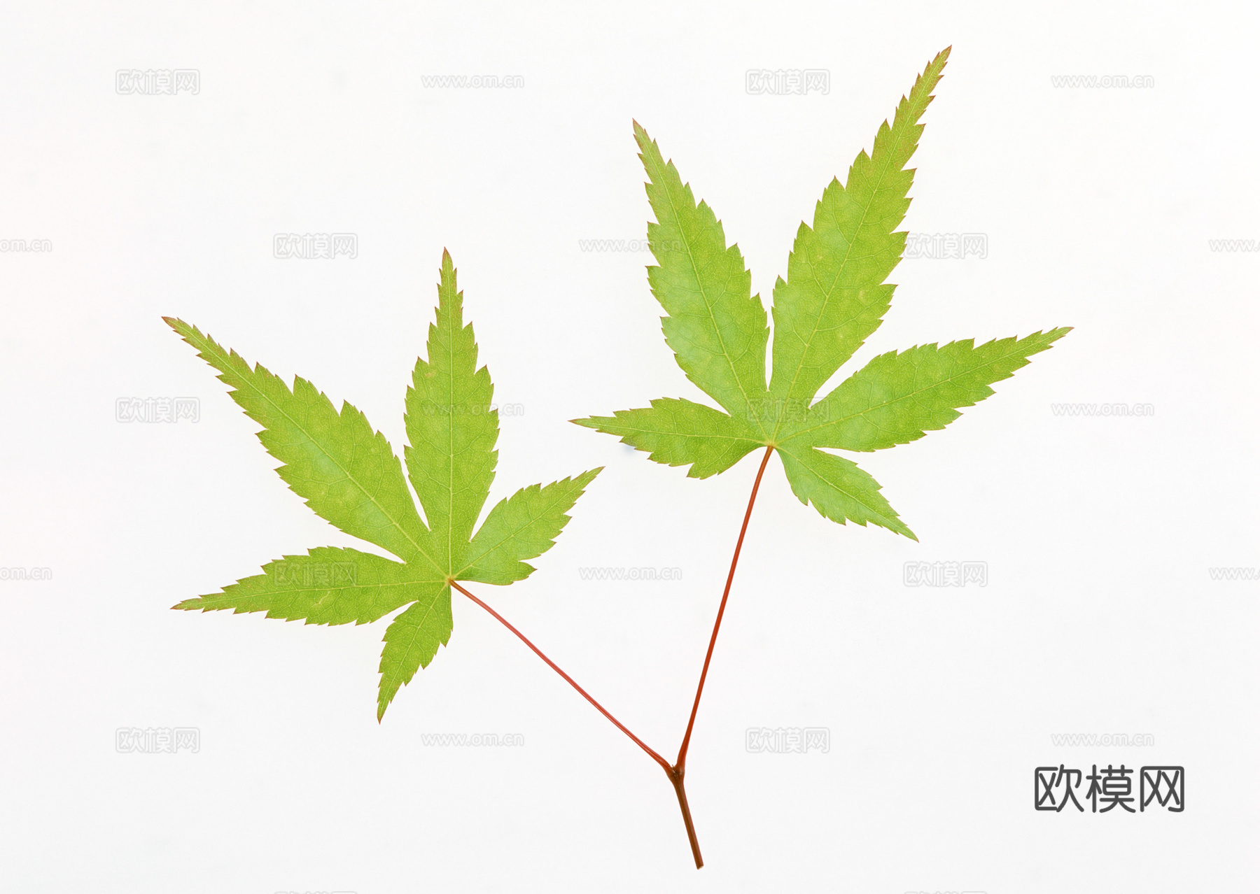 树叶草叶 树叶纹理  草叶纹理下载