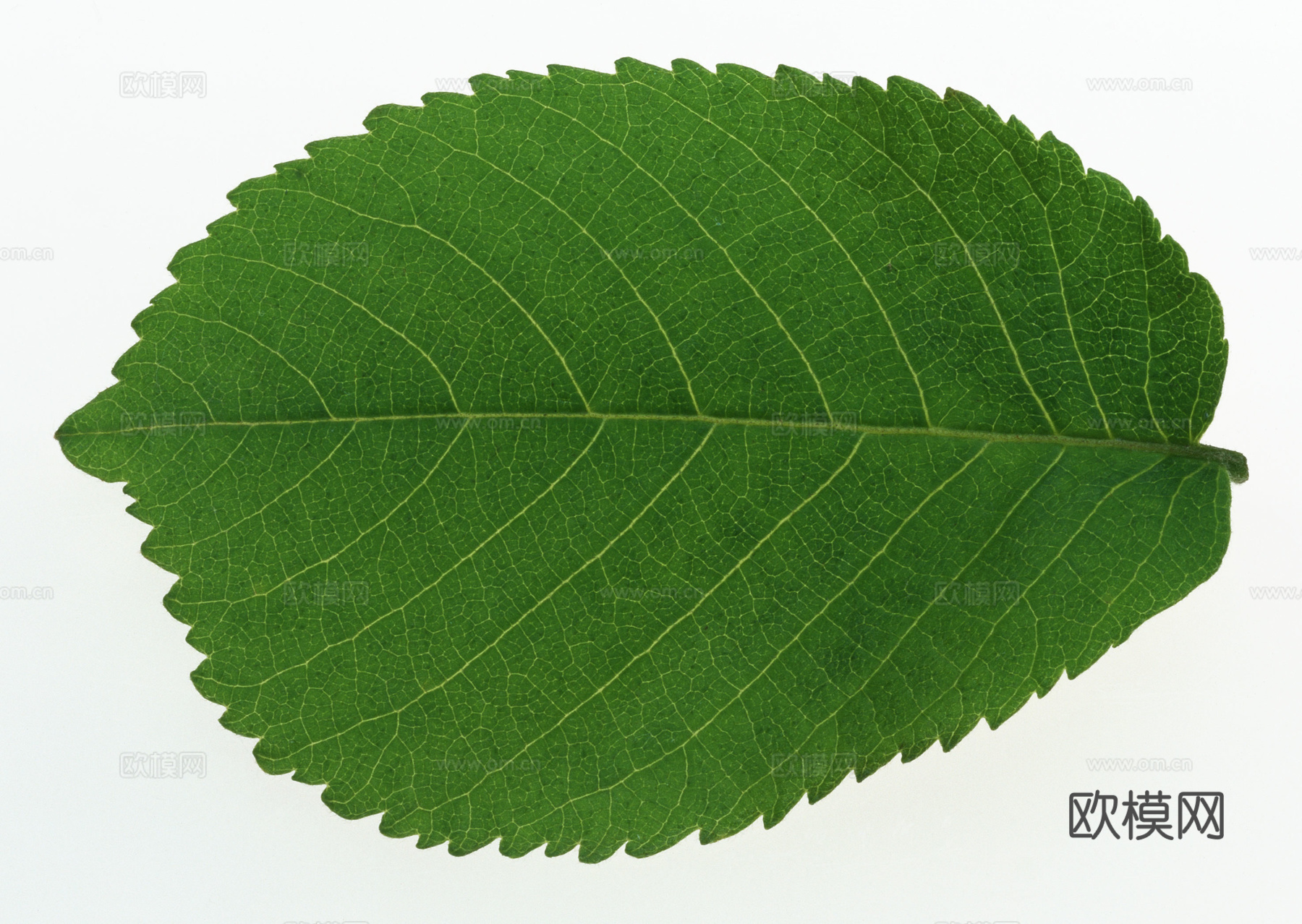 树叶草叶 树叶纹理  草叶纹理下载