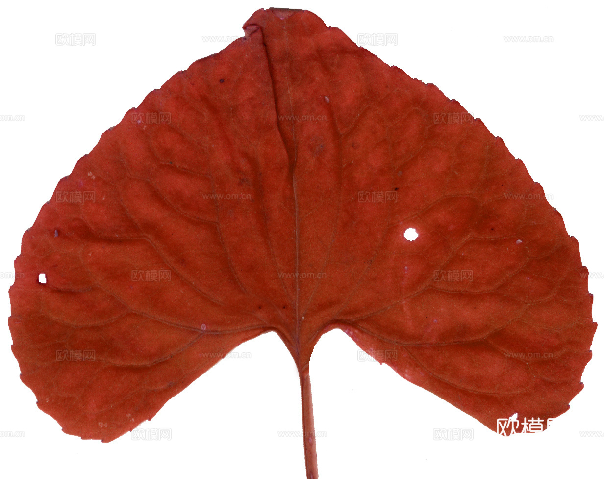 树叶纹理  秋天树叶下载