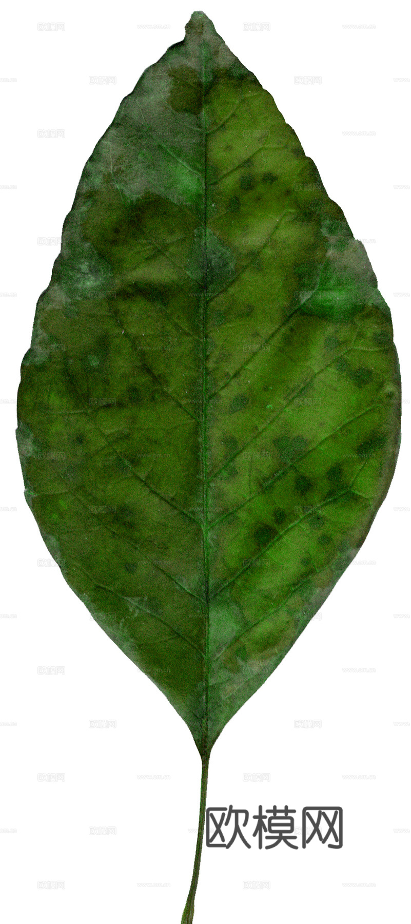 树叶纹理  草叶纹理 树叶草叶下载