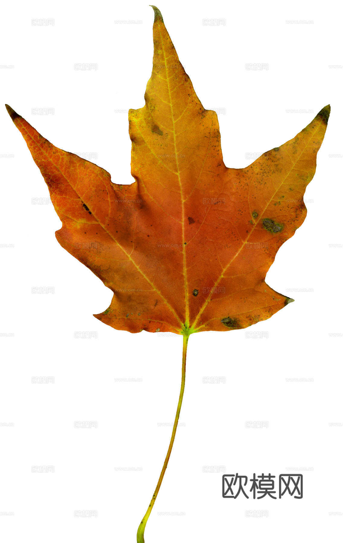 树叶纹理  秋天树叶下载